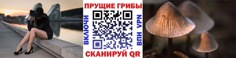 как найти закладки  МЕГА ССЫЛКА  Галлюциногенные грибы Magic Shrooms  Циолковский 